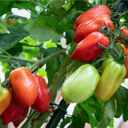 Rajče San Marzano Gigante F1 - Solanum lycopersicum - prodej semen - 8 ks