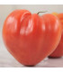 Rajče Oxheart Pink - Solanum lycopersicum - prodej semen - 5 ks