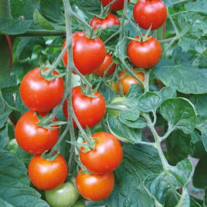 Rajče Bejbino F1 - Solanum lycopersicum - prodej semen - 7 ks