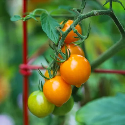 Rajče Sungold F1 - Solanum lycopersicum - prodej semen - 6 ks