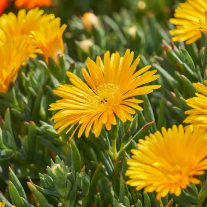 Lampranthus žlutý - Lampranthus glaucus - prodej semen - 10 ks