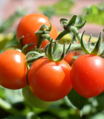 Rajče Hamlet F1 - Solanum lycopersicum - prodej semen - 6 ks