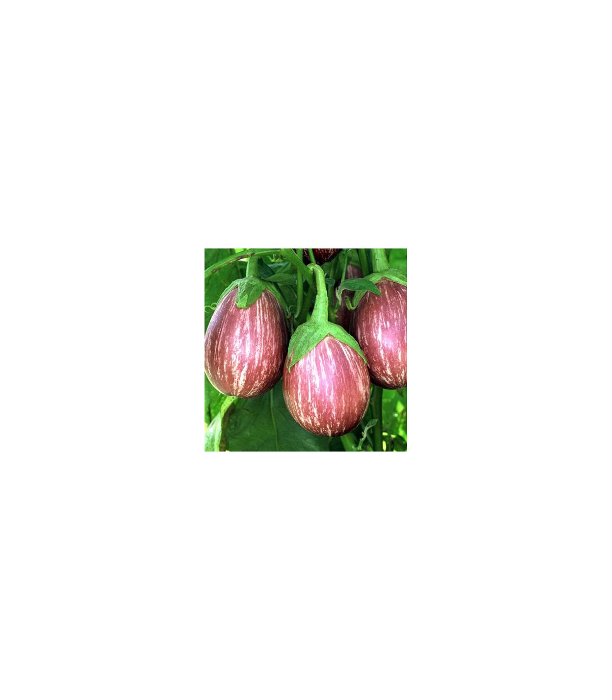 Lilek Listada - prodej semen baklažanu - 7 ks