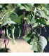 BIO Fazole fialová Teepee - Phaseolus vulgaris - prodej bio semen - 20 ks