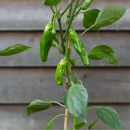 BIO Chilli Pimientos De Padron - Capsicum annuum - prodej bio semen - 7 ks