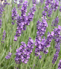 Levandule Hidcote Blue Strain - Lavandula angustifolia - prodej semen - 30 ks