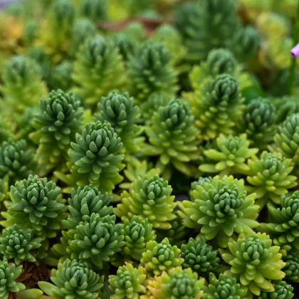 Rozchodník španělský - Sedum hispanicum - prodej semen - 100 ks