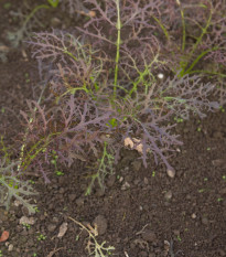 Hořčice Moutarde Rouge Metis - Brassica juncea - prodej semen - 100 ks