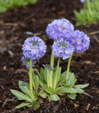 Prvosenka zoubkatá Nepálská směs - Primula denticulata - prodej semen - 300 ks