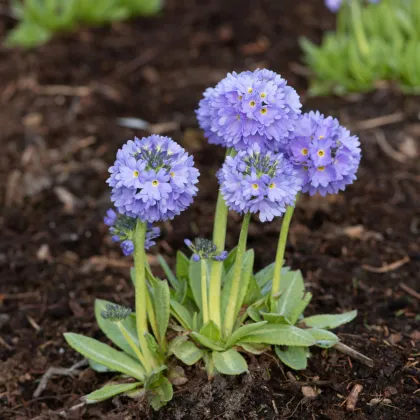 Prvosenka zoubkatá Nepálská směs - Primula denticulata - prodej semen - 300 ks