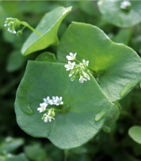 BIO Portulák zimní - Claytonia perfoliata - prodej bio semen - 100 ks