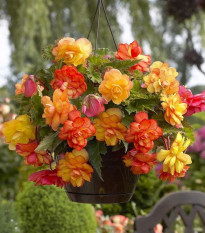 Begonie Golden Balcony - Begonia tuberhybrida - prodej cibulovin - 2 ks