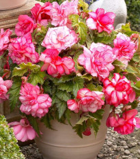 Begonie Pink Balcony - Begonia tuberhybrida - prodej cibulovin - 2 ks