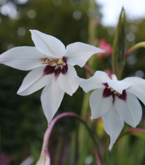 Acidanthera - Acidanthera murieale - prodej cibulovin - 4 ks