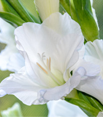 Gladiol White Prosperity - Gladiolus - prodej cibulovin - 3 ks