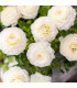 Pryskyřník plnokvětý bílý - Ranunculus asiaticus - prodej cibulovin - 3 ks