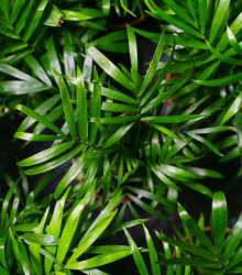Palma horská - Chamaedorea seifrizii - prodej semen palmy - 8 ks