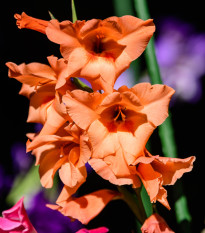 Gladiol oranžový - Gladiolus communis - prodej cibulovin - 3 ks