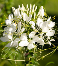 Luštěnice trnitá bílá - Cleome hassleriana - prodej semen - 10 ks