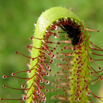 Rosnatka kapská Vogelgat NR - Drosera capensis - prodej semen - 15 ks