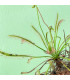 Rosnatka kapská Vogelgat NR - Drosera capensis - prodej semen - 15 ks