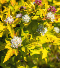 Tavola kalinolistá - Physocarpus opulifolius - prodej semen - 8 ks