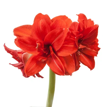 Hvězdník plnokvětý Amarantia - Hippeastrum - prodej cibulovin - 1 ks