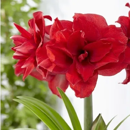 Hvězdník plnokvětý Amarantia - Hippeastrum - prodej cibulovin - 1 ks