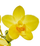 Orchidej - jarní