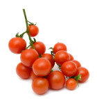 Divoká rajčata