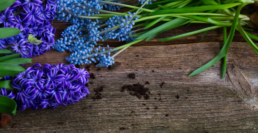 Rychlení cibulovin – krásné květy i v období tuhých mrazů
