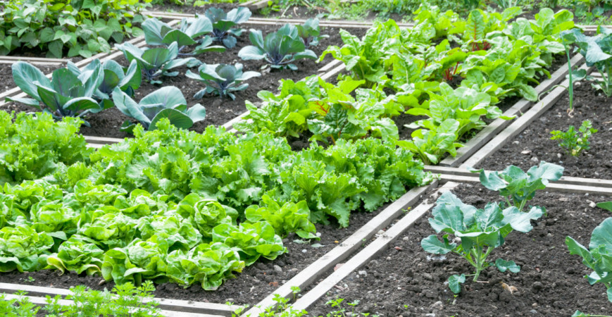 Jak s úspěchem pěstovat salát? 