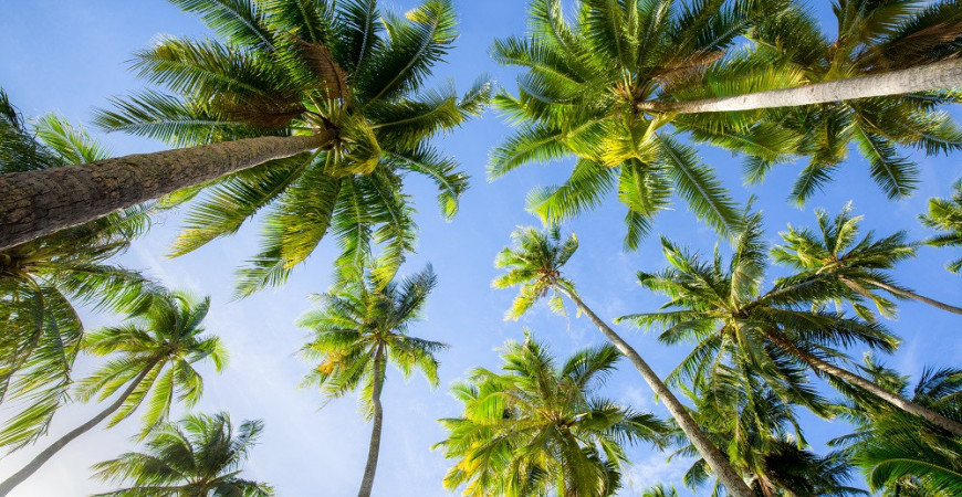 Máte-li prostorný byt, pěstujte palmy