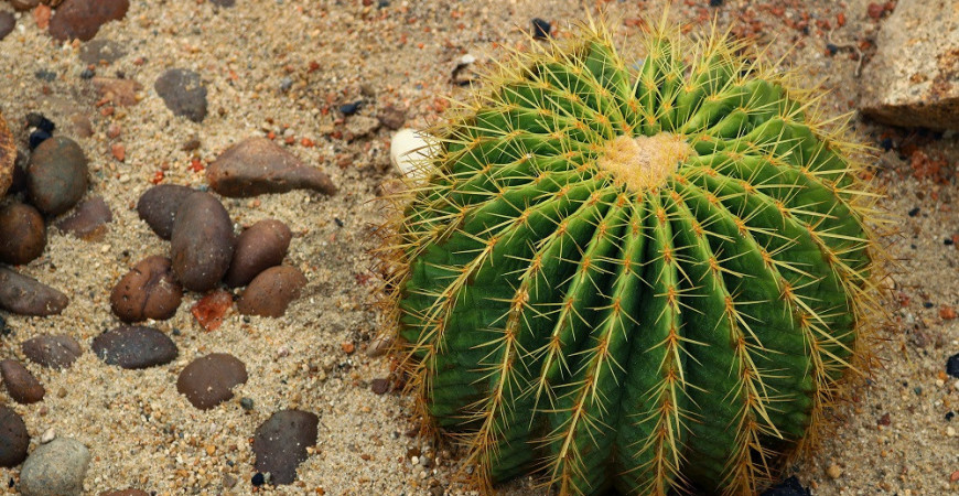 Kaktusy jsou rostliny vhodné i pro začátečníky
