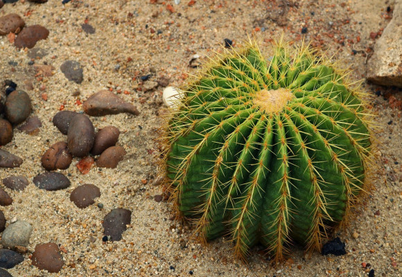 Kaktusy jsou rostliny vhodné i pro začátečníky