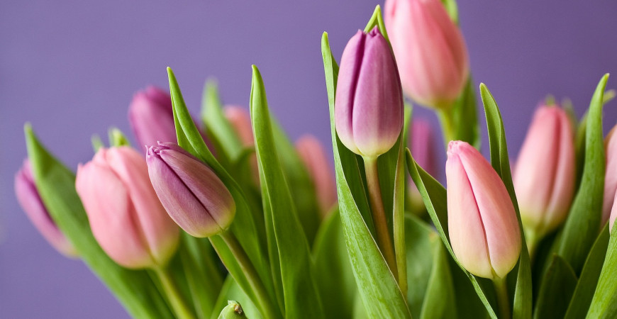 Tulipány – druhy, výsadba a pěstování