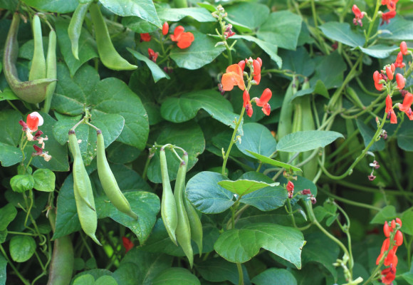 V hlavní roli fazole – pěstování luskovin