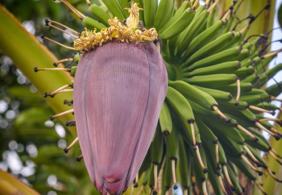 Banánovník v květináči – pěstování