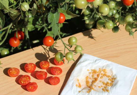 Vybíráme semena rajčat – na co si dát pozor